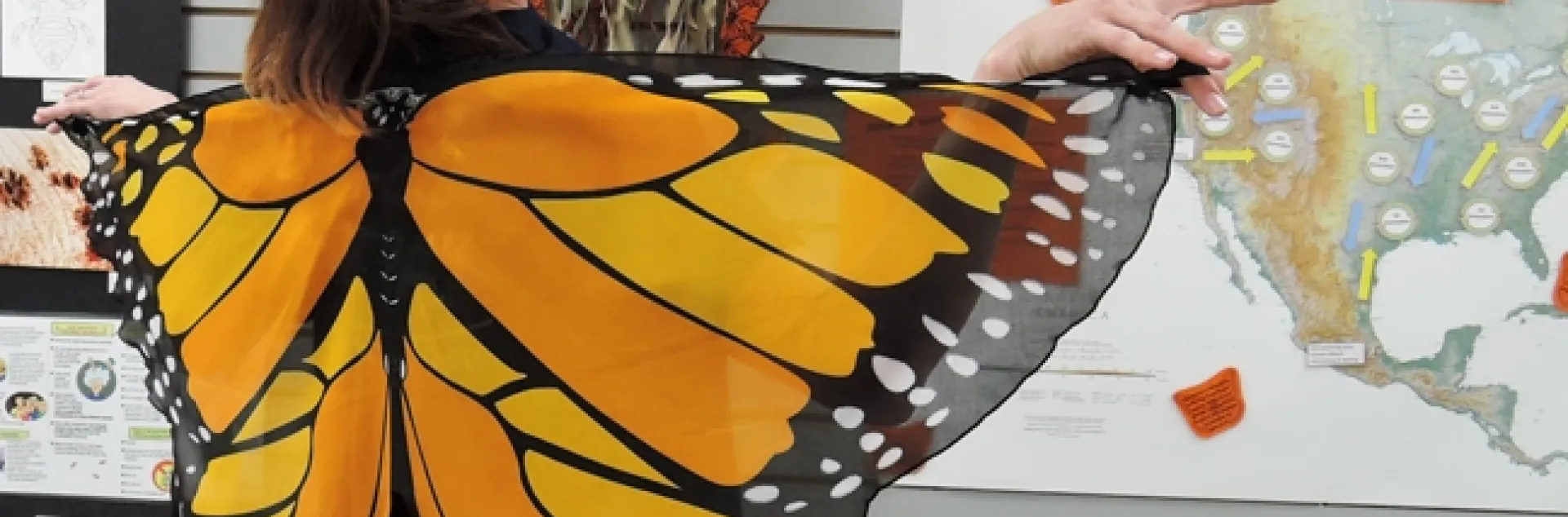 UC Davis entomology undergraduate student Christine Melvin models the monarch wings on display at the Bohart Museum of Entomology, UC Davis. (Photo by Kathy Keatley Garvey)