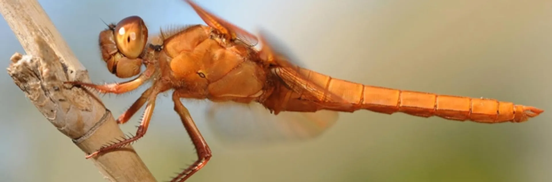 Flameskimmer dragonfly, Libellula saturata. (Photo by Kathy Keatley Garvey)