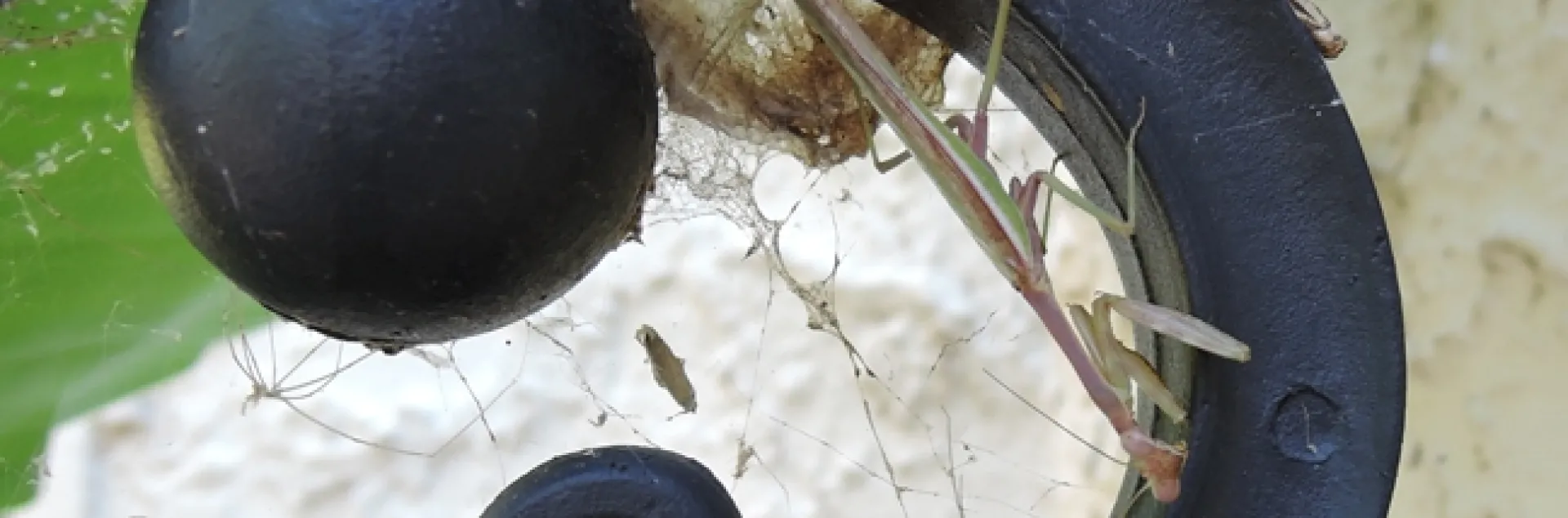 Porch lights attract predators and prey, including this predator, a praying mantis. (Photo by Kathy Keatley Garvey)