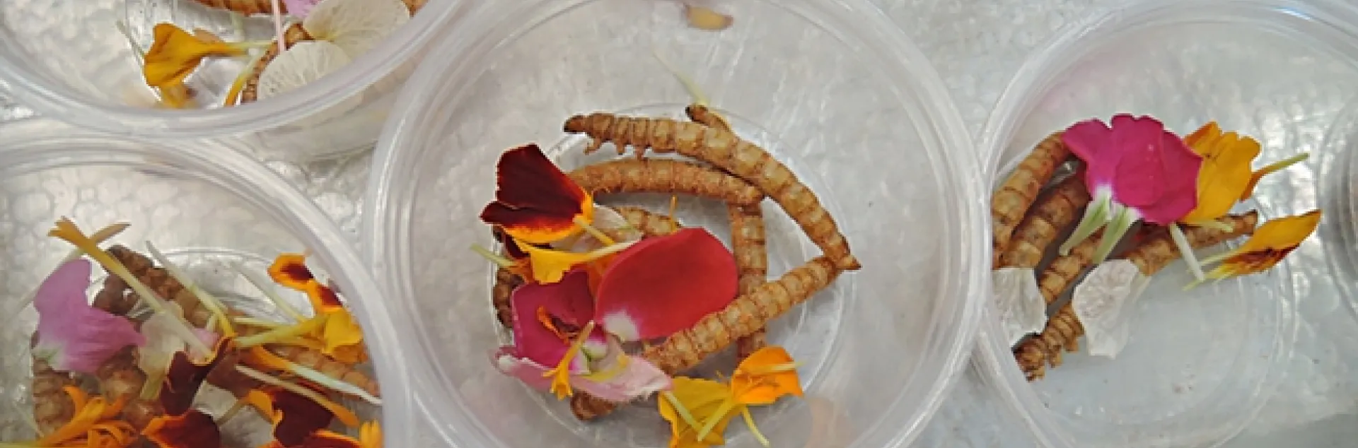 Flavored meal worms were first on the menu. (Photos by Kathy Keatley Garvey