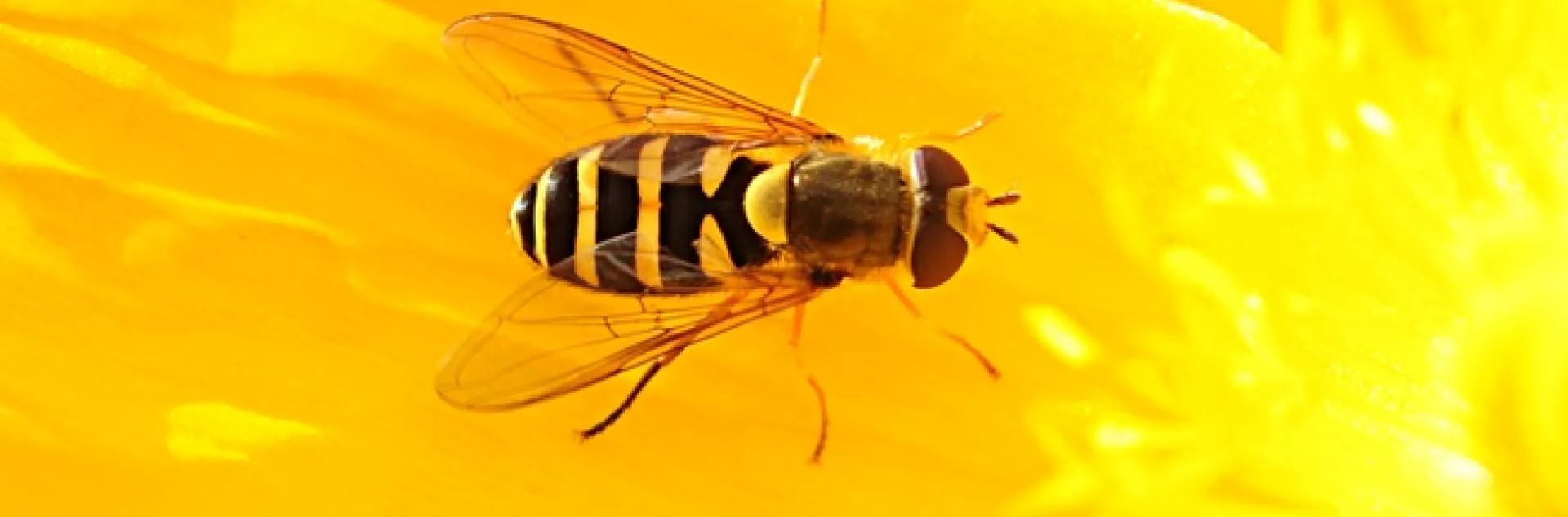 A syrphid fly, aka hover fly or flower fly, on an Iceland Poppy. (Photo by Kathy Keatley Garvey)