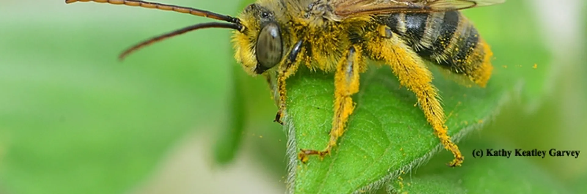 A long-horned male bee, Melissodes robustior, on the leaf of a Mexican sunflower, Tithonia. (Photo by Kathy Keatley Garvey