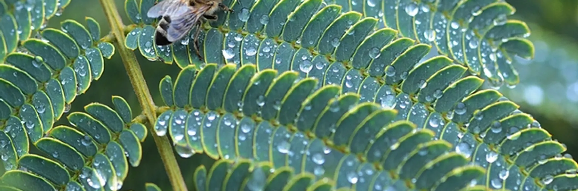 A honey bee encounters rain drops Nov. 13 in the midst of the California drought. (Photo by Kathy Keatley Garvey)