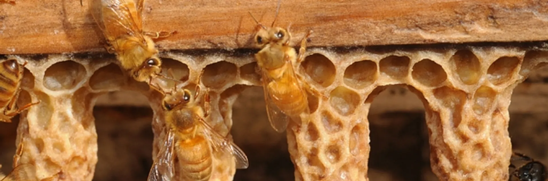 Worker bes cleaning out queen cells. Honey bee presentations will be part of the ICE program. (Photo by Kathy Keatley Garvey)