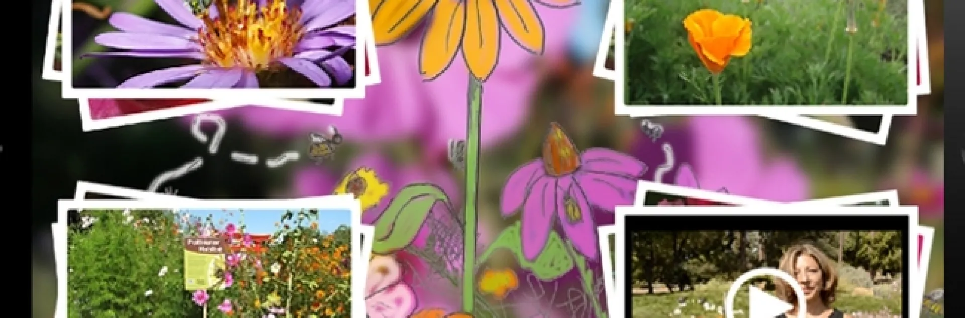 "Wild Bee Gardens" is the first known conservation app for North American native bees