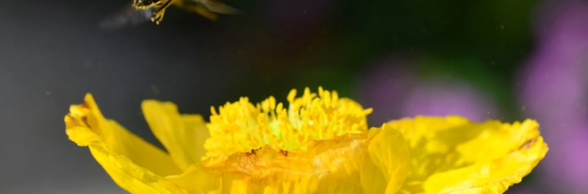A drone fly, aka hover fly and syrphid fly, engaging in a little acrobatics over an Iceland poppy. (Photo by Kathy Keatley Garvey)