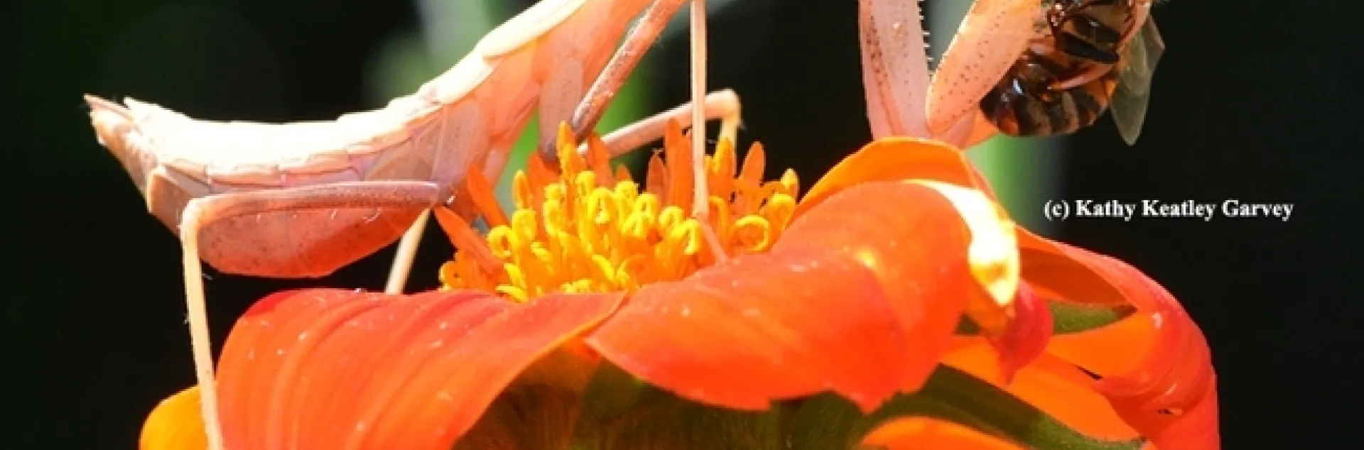 On Thanksgiving, we're grateful we're not a bee, this bee. (Photo by Kathy Keatley Garvey)