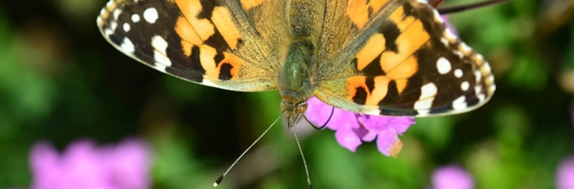 A Painted Lady (Vanessa cardui) nectaring on lantana on Black Friday. (Photo by Kathy Keatley Garvey)