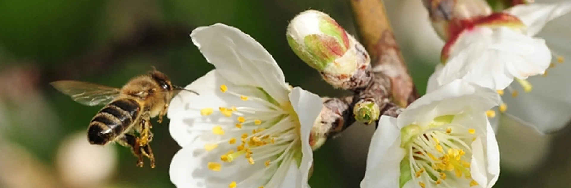 Honey bee pollinating an almond blossom. (Photo by Kathy Keatley Garvey)