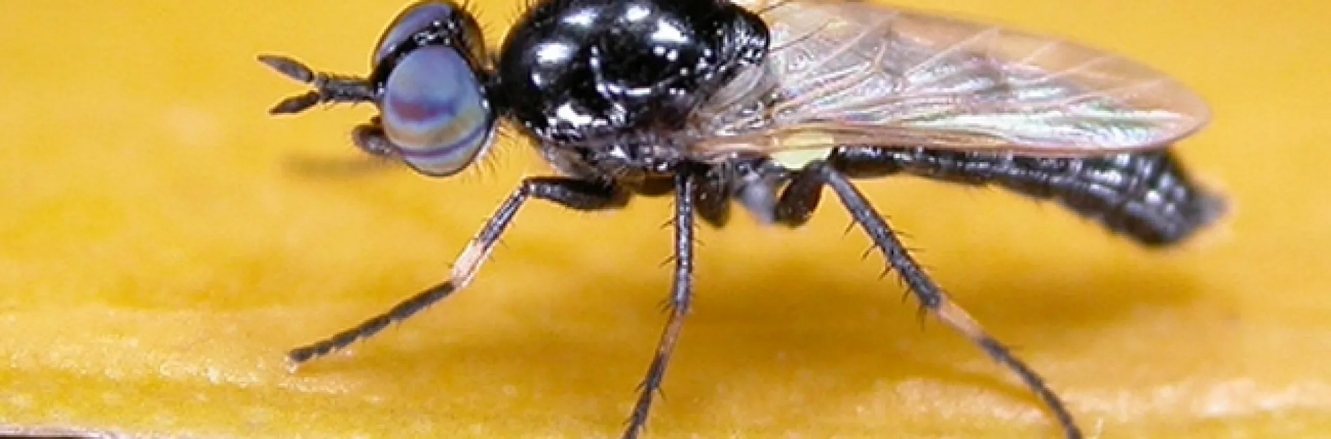 Shaun Winterton of the California Department of Food and Agriculture, an associate of the Bohart Museum, collected this stiletto fly, genus Agapophytus, and photographed it. It now needs a name. (Shaun Winterton Photo)