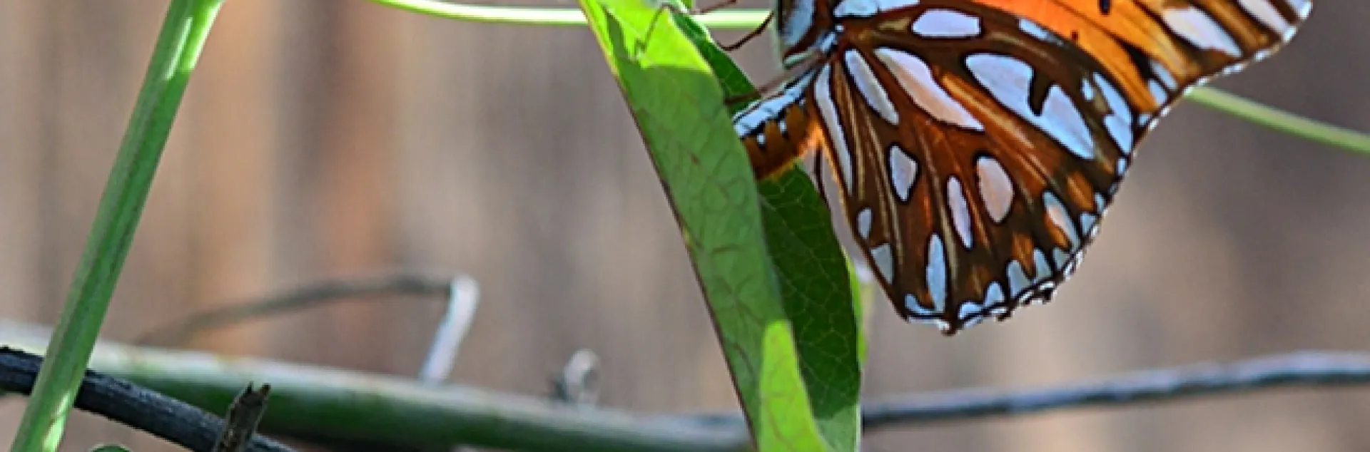 A Gulf Fritillary laying an egg in the dead of winter on a passionflower leaf. (Photo by Kathy Keatley Garvey)