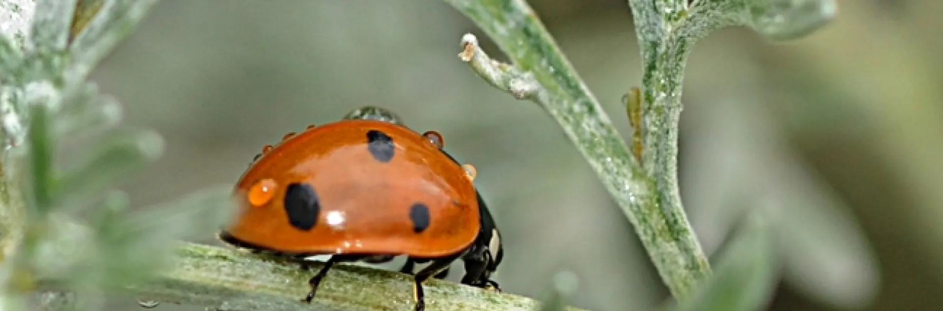 Rain drops falling on a lady beetle, aka ladybug. (Photo by Kathy Keatley Garvey)