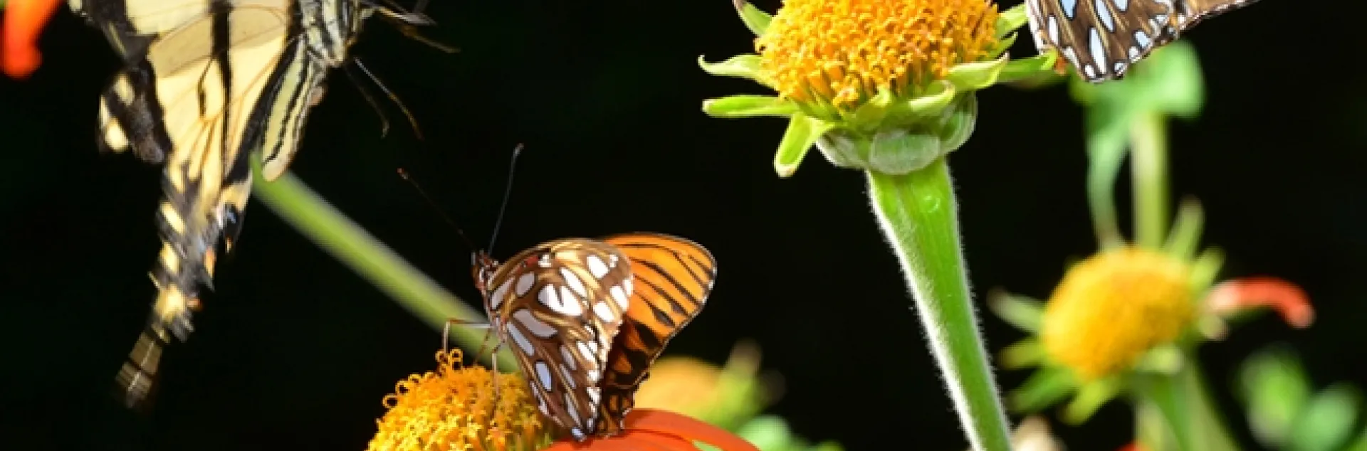 A Western Tiger Swallowtail readies for a landing on the same flower occupied by a Gulf Fritillary. (Photo by Kathy Keatley Garvey)