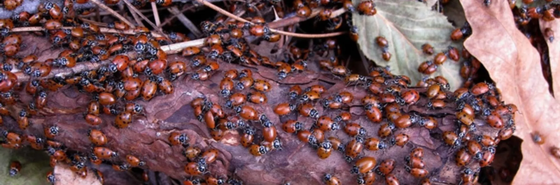 Overwintering lady beetles, aka ladybugs, in Colusa County. (Photo by Greg Kareofelas)