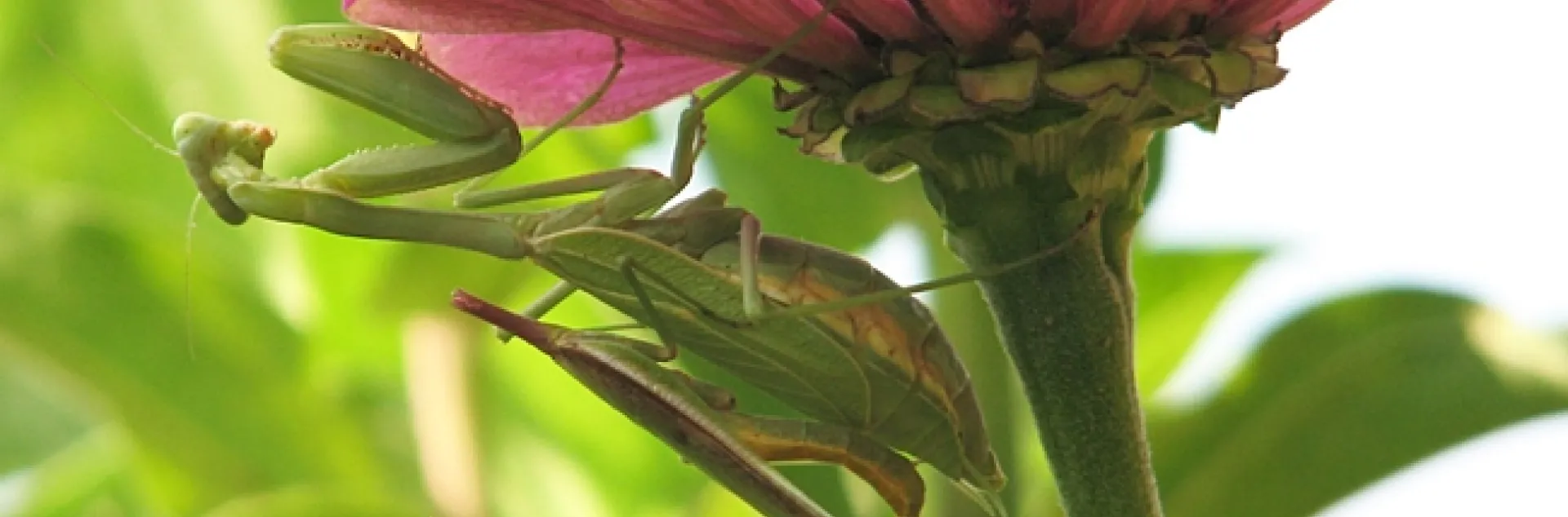 This photo by Professor Jay Rosenheim of UC Davis shows sexual cannibalism. The female (larger one) has just chomped off the head of the male, during sexual reproduction.