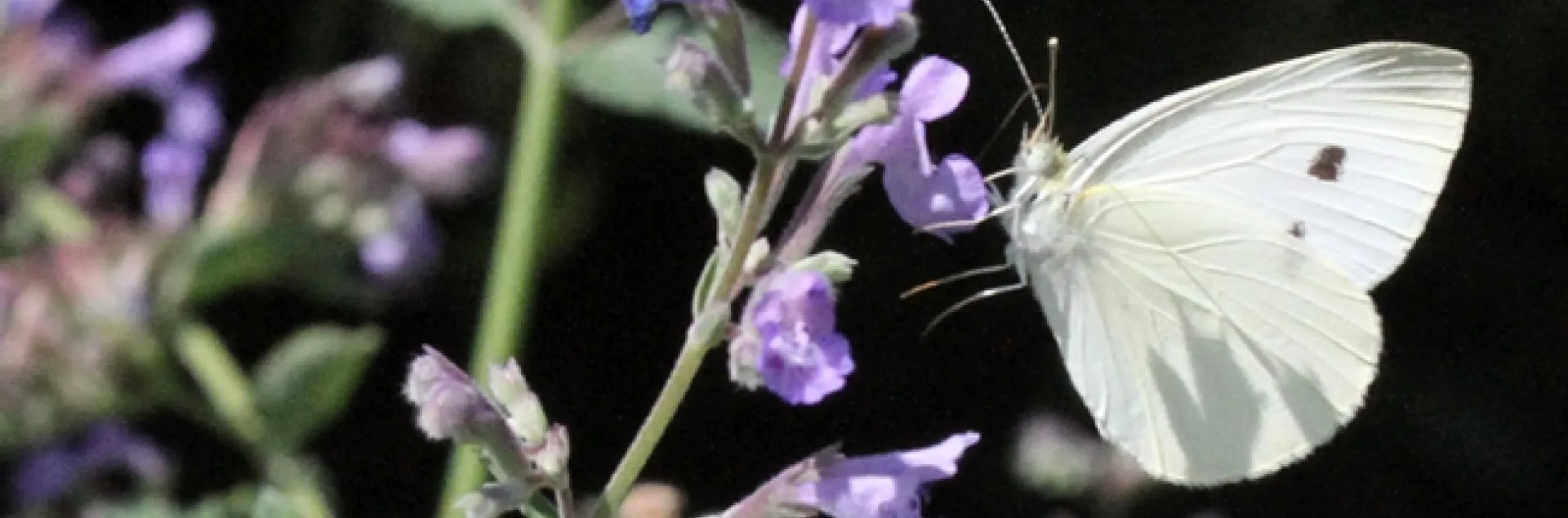 A cabbage white butterfly on catmint in Vacaville, Solano County. (Photo by Kathy Keatley Garvey)