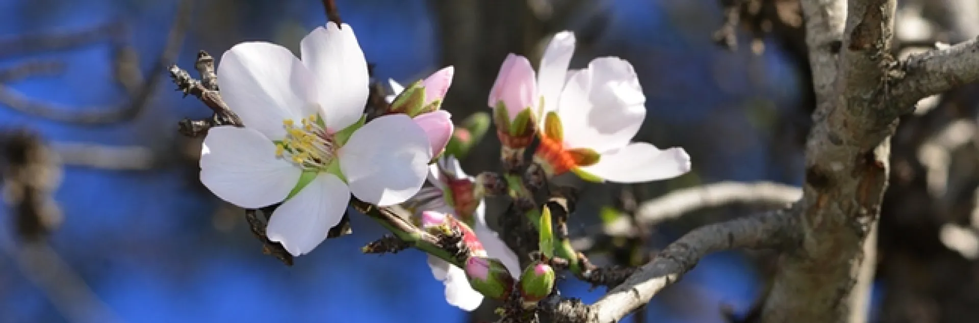 An almond tree at the Benicia State Recreation Area was blooming on Christmas Day. (Photo by Kathy Keatley Garvey)