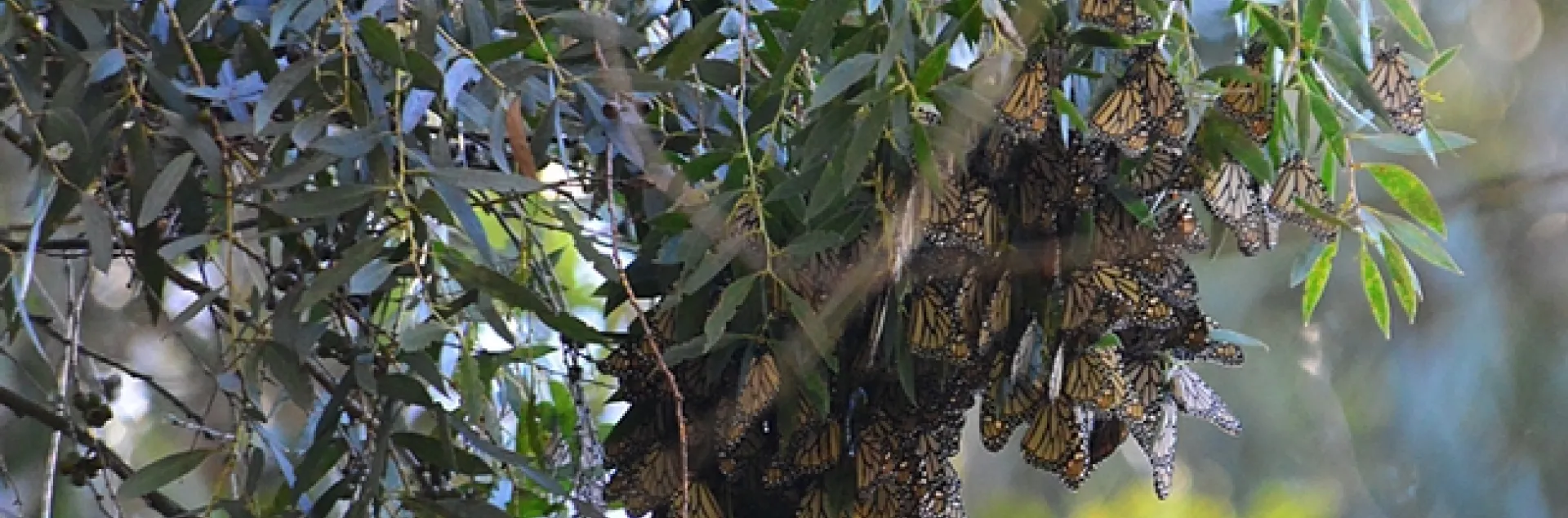 Monarchs roosting on the leaves of a Eucalyptus tree. (Photo by Kathy Keatley Garvey)