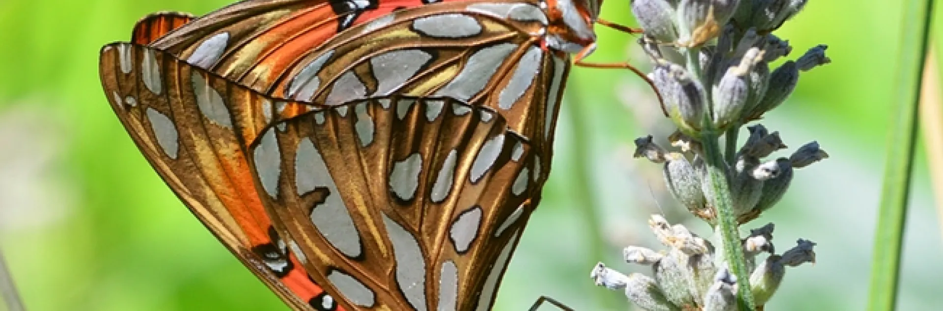 Two Gulf Fritillaries becoming one in the lavender. (Photo by Kathy Keatley Garvey)