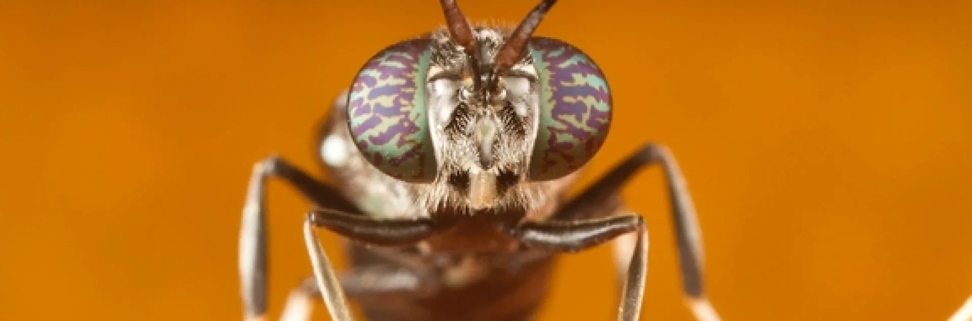This photo of a black soldier fly, by Jena Johnson, is "Mr. October" in the ESA calendar. (Photo by Jena Johnson, used with permission)