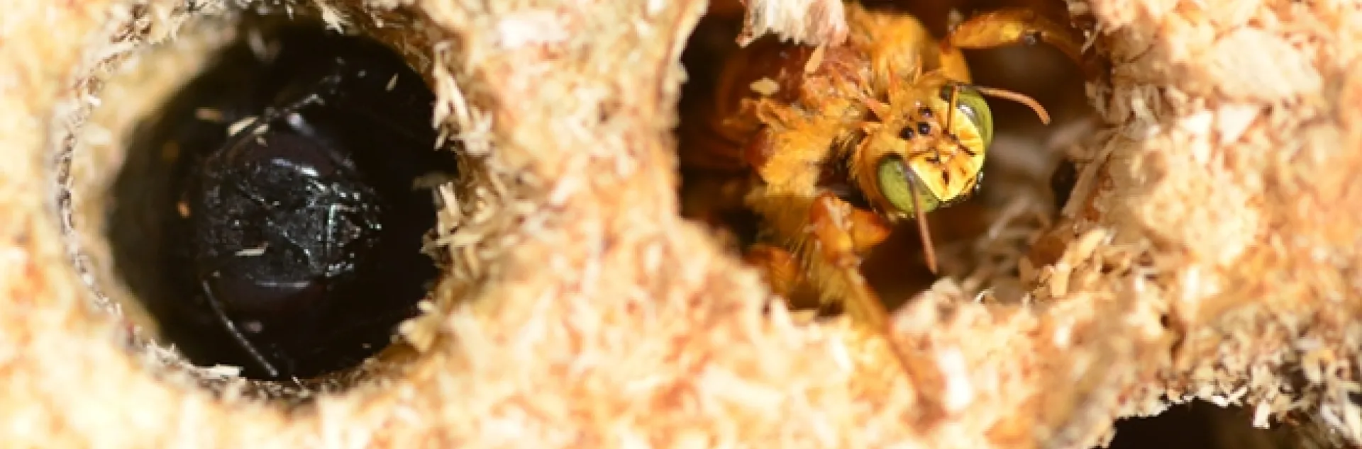 A male Valley carpenter bee (right) peers from a hole. A female (all females are solid black) occupies the hole next to him.