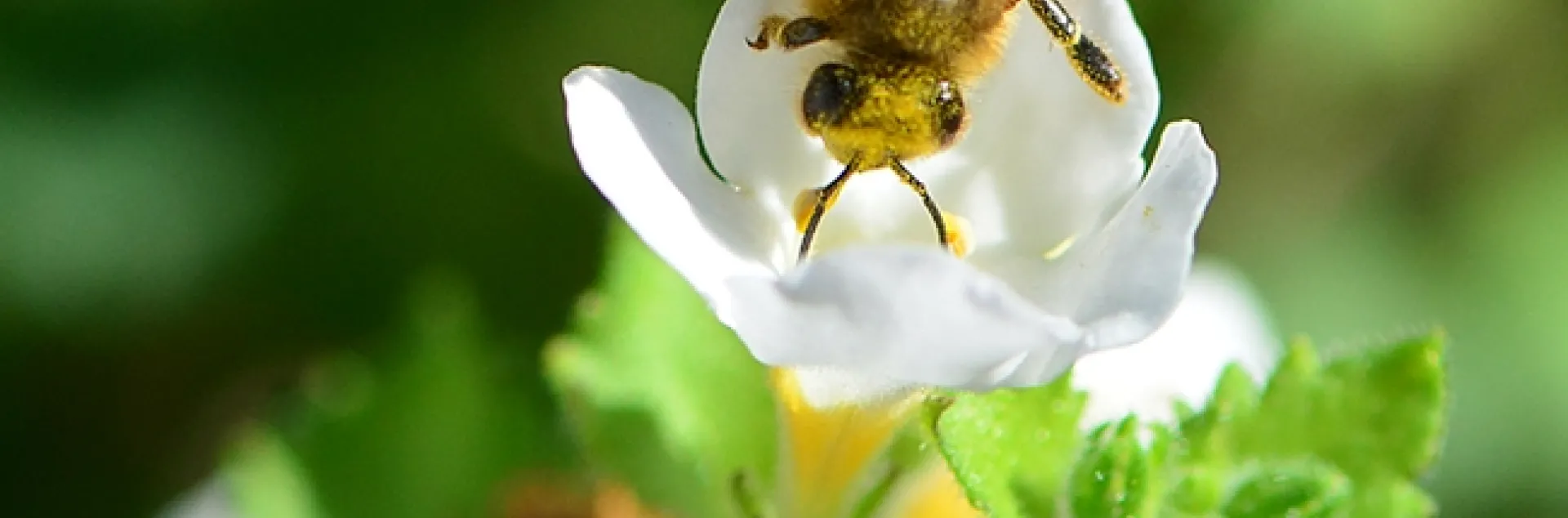 A pollen-covered honey bee heading toward Bacopa. (Photo by Kathy Keatley Garvey)
