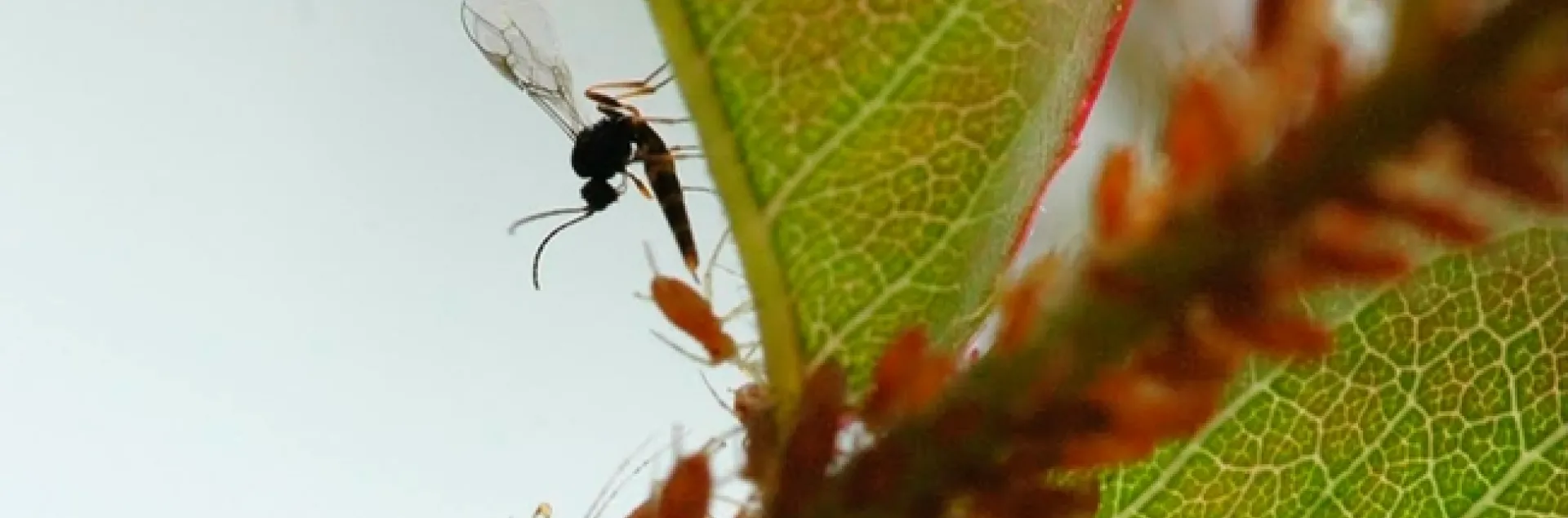 A wasp (family Aphidiinae) parasitizing an aphid. (Photo by Fran Keller, who received her doctorate in entomology this year from UC Davis.)