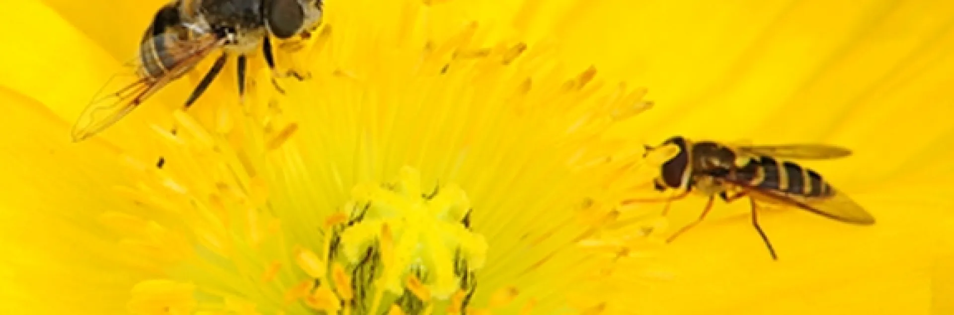 A drone fly, Eristalis tenax (left), and a syrphid fly. They're from the same family, Syrphidae and are often mistaken for honey bees. (Photo by Kathy Keatley Garvey)