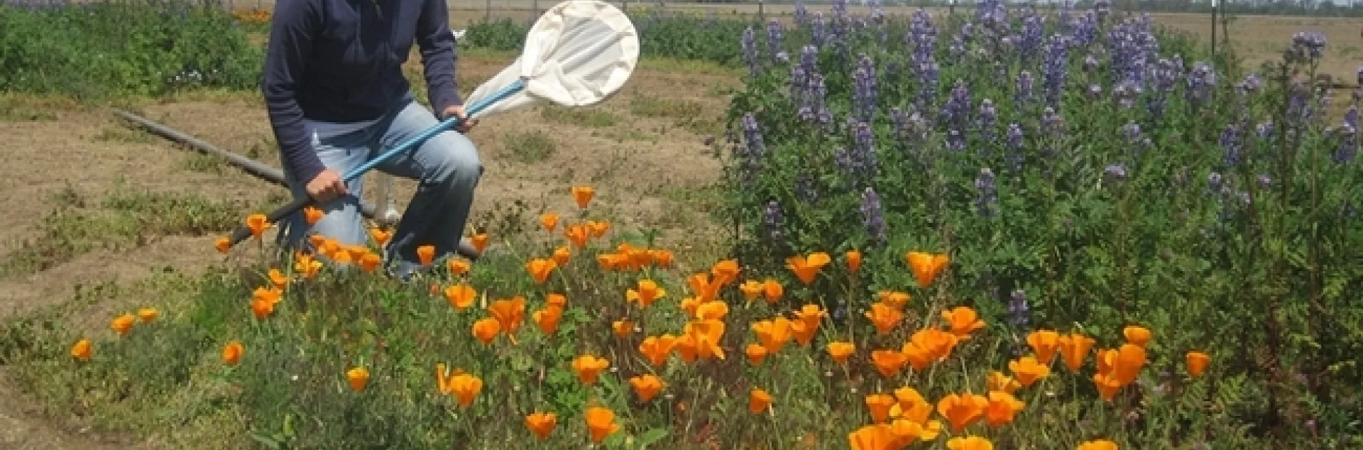 Katharina Ullmann, who just received her doctorate in entomology from UC Davis and is now a pollinator conservation specialist for the Xerces Society, is co-coordinator of the workshop. (Photo by Neal Williams)