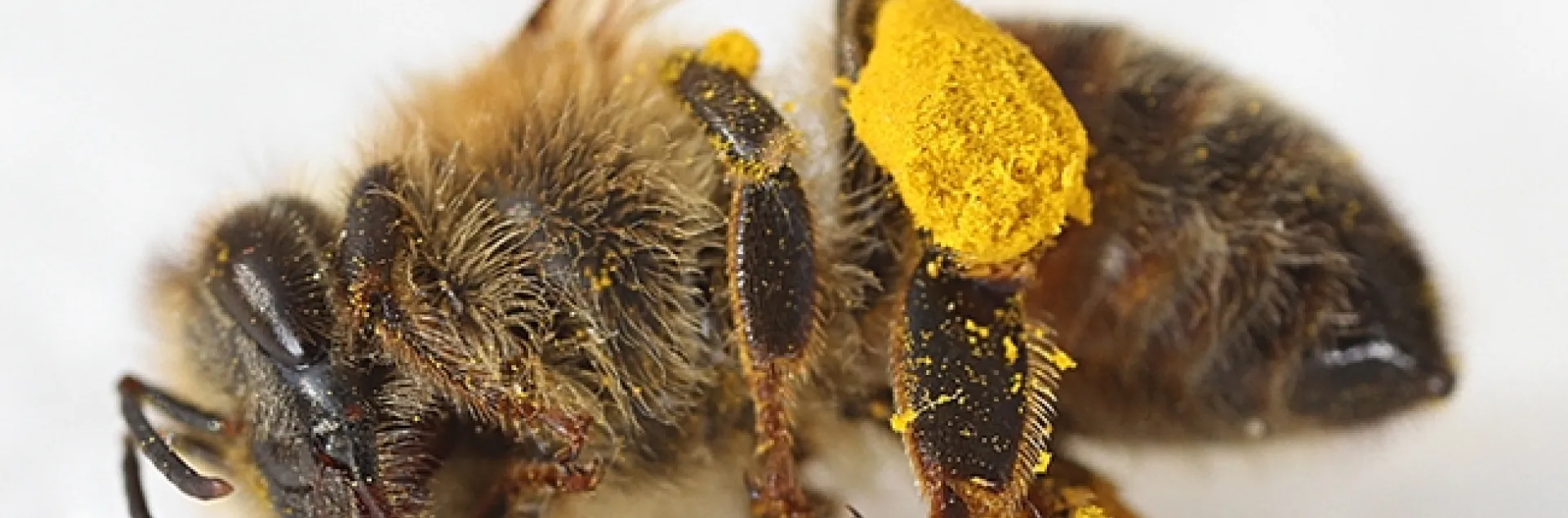 This dead honey bee with a load of pollen was among dozens found outside the Robert and Margrit Mondavi Center for the Performing Arts on the UC Davis campus. (Photo by Kathy Keatley Garvey)