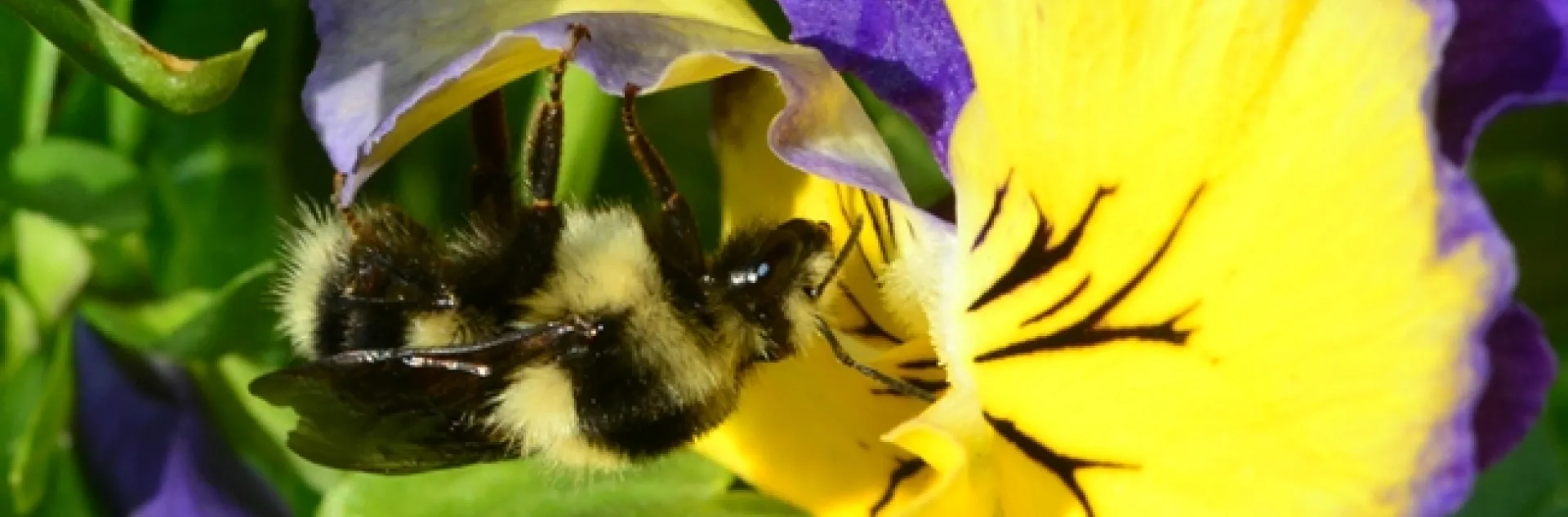 A queen black-tailed bumble bee, Bombus melanopygus, foraging on pansies on Jan. 22, 2014. (Photo by Kathy Keatley Garvey)