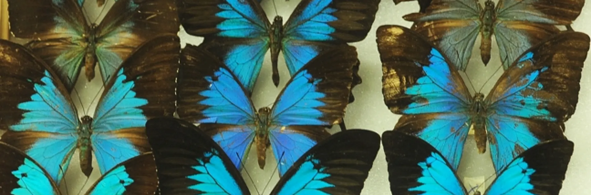 Ulysses butterfly (Papilio ulysses) collection in the Bohart Museum of Entomology. These are all males. The females have barely any blue on their wings. (Photo by Kathy Keatley Garvey)