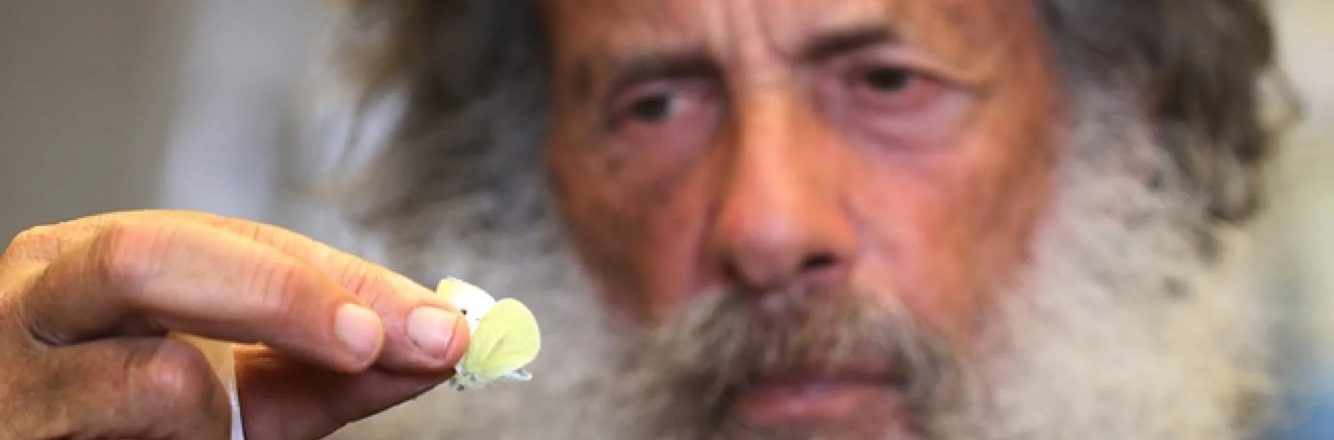 Art Shapiro, distinguished professor of evolution and ecology at UC Davis, holds the first cabbage white butterfly of 2015. He collected it Jan. 26 in West Sacramento, Yolo County. (Photo by Kathy Keatley Garvey)