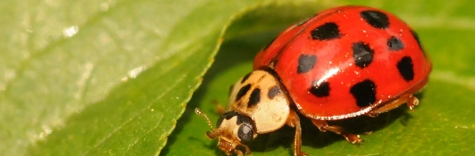 "Appropiately dressed" lady beetle, aka lady bug. (Photo by Kathy Keatley Garvey)