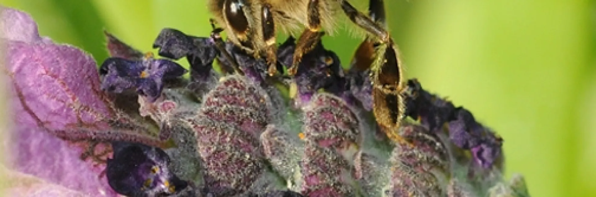 A honey bee necatring on lavender. (Photo by Kathy Keatley Garvey)