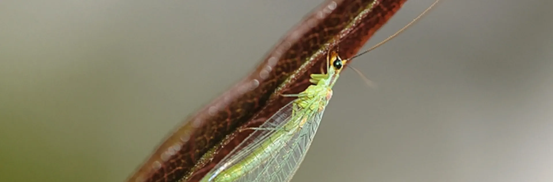 The lacewing is a beneficial insect in the garden. (Photo by Kathy Keatley Garvey)