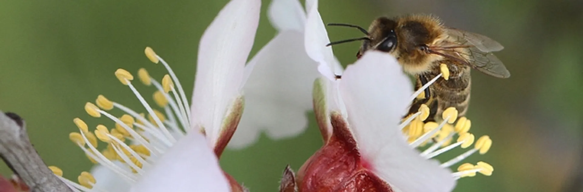 A honey bee peers over an almond blossom on Bee Biology Road, UC Davis. (Photo by Kathy Keatley Garvey)