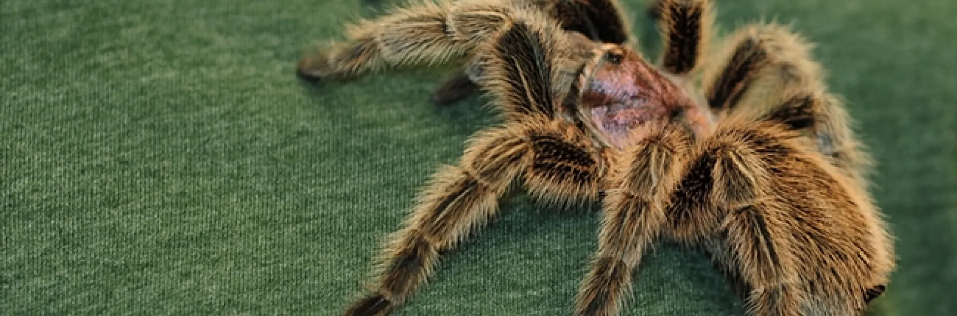 Peaches is the newest tarantula at the Bohart Museum of Entomology. (Photo by Kathy Keatley Garvey)