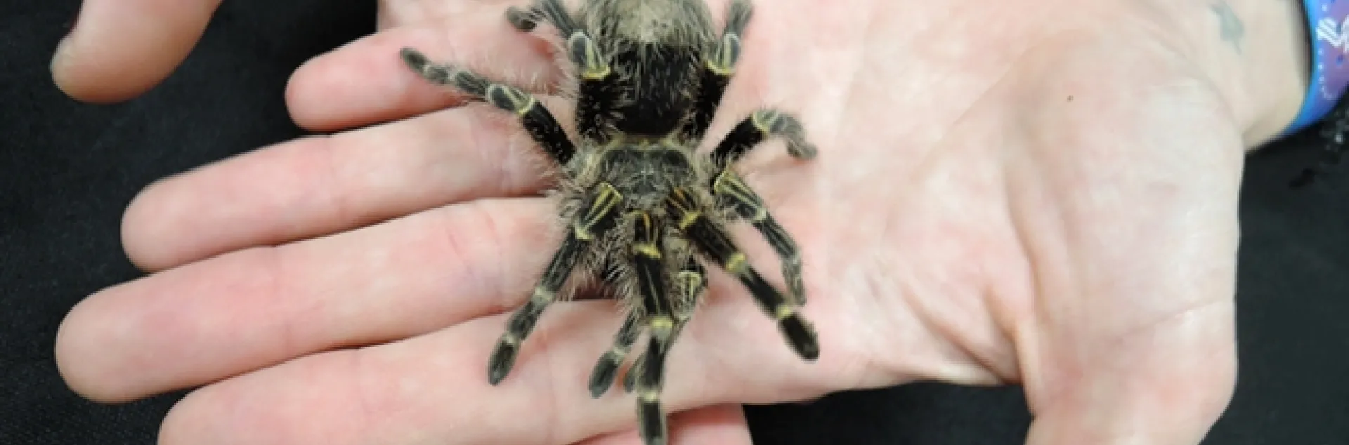 This tarantula was popular at the Bohart Museum on Biodiversity Museum Day. (Photo by Kathy Keatley Garvey)