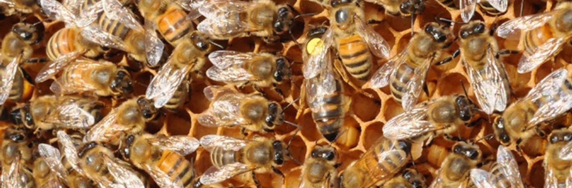 The queen and her court. (Photo by Kathy Keatley Garvey)