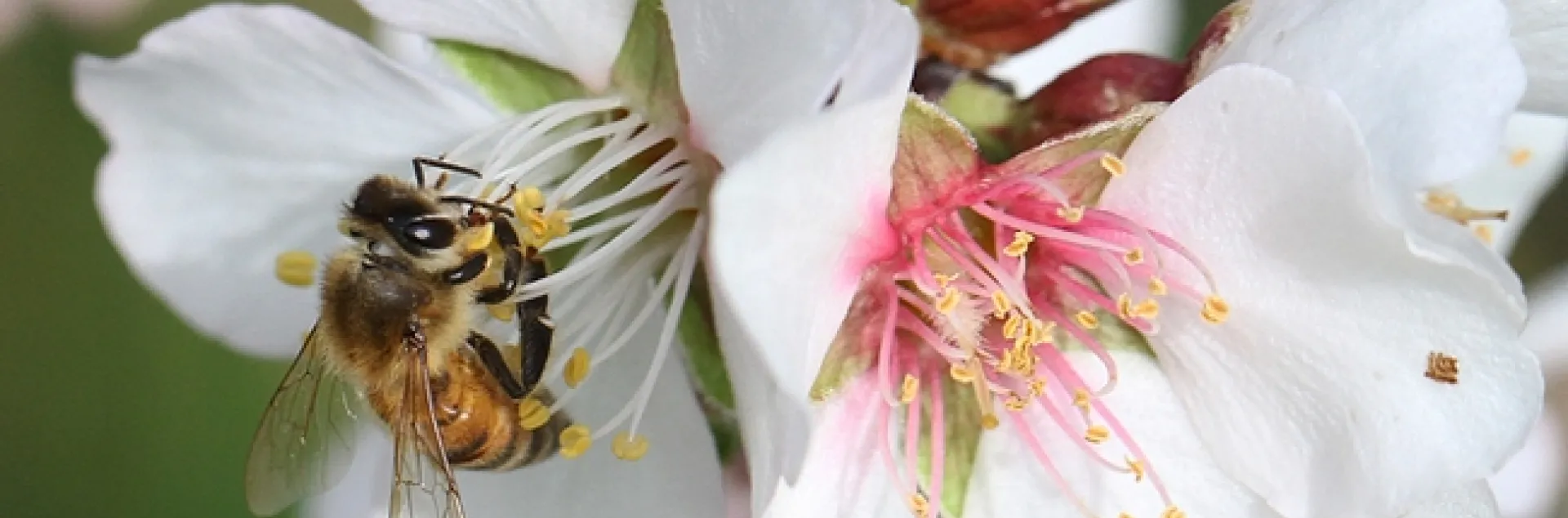 Honey bee pollinating an almond blossom. (Photo by Kathy Keatley Garvey)