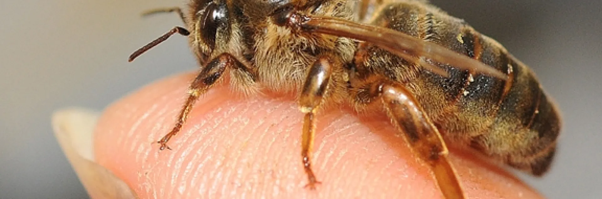A honey bee queen on a finger. (Photo by Kathy Keatley Garvey)