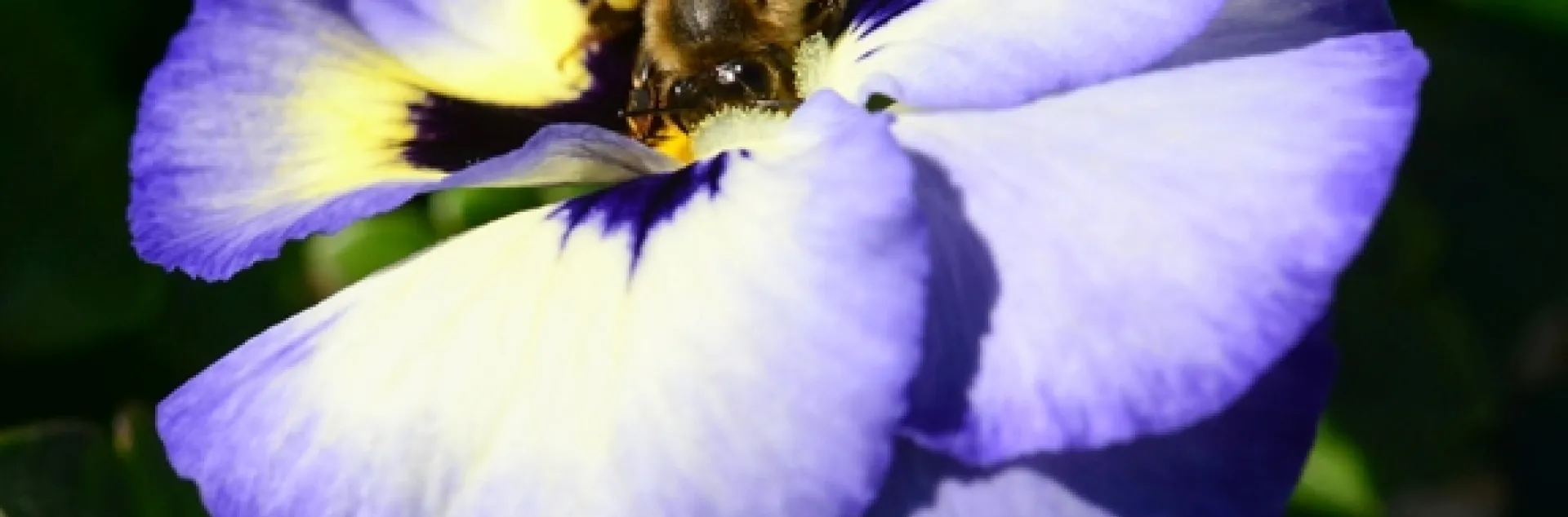 Honey bee foraging on a pansy. (Photo by Kathy Keatley Garvey)
