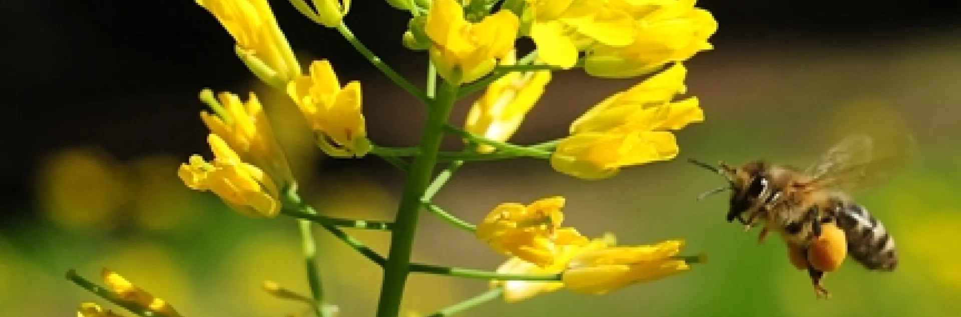 A honey bee with a huge pollen load heads for more mustard pollen. (Photo by Kathy Keatley Garvey)