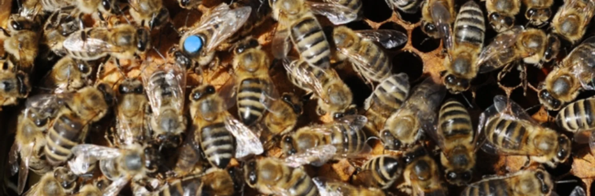 A queen and her colony. (Photo by Kathy Keatley Garvey)