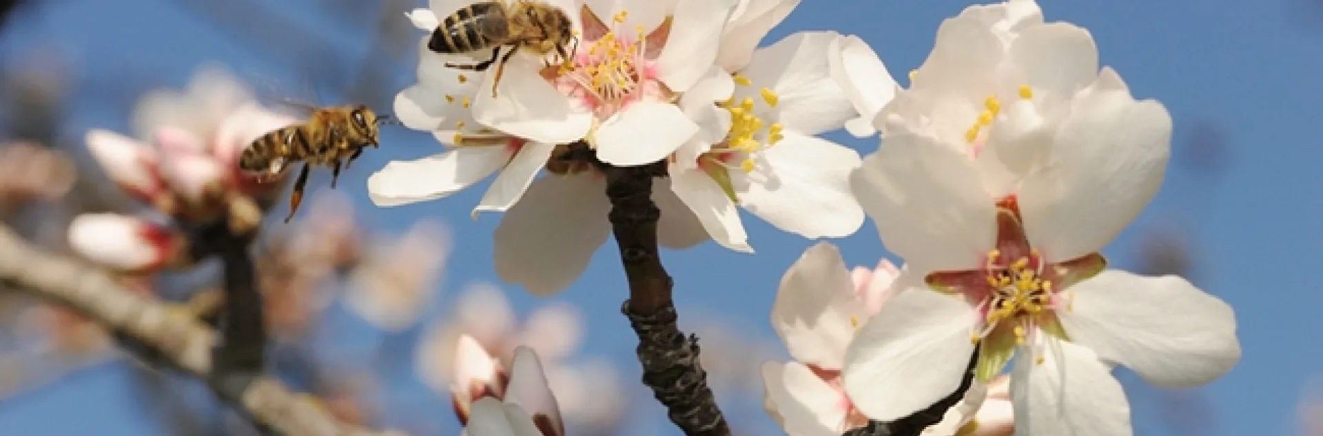 Two bees heading for the same almond blossom. (Photo by Kathy Keatley Garvey)