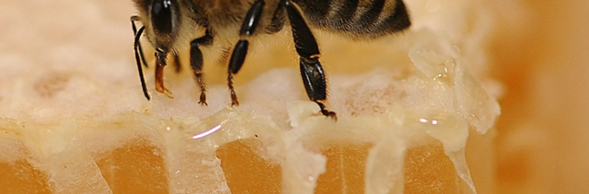 Honey bee sipping honey. (Photo by Kathy Keatley Garvey)