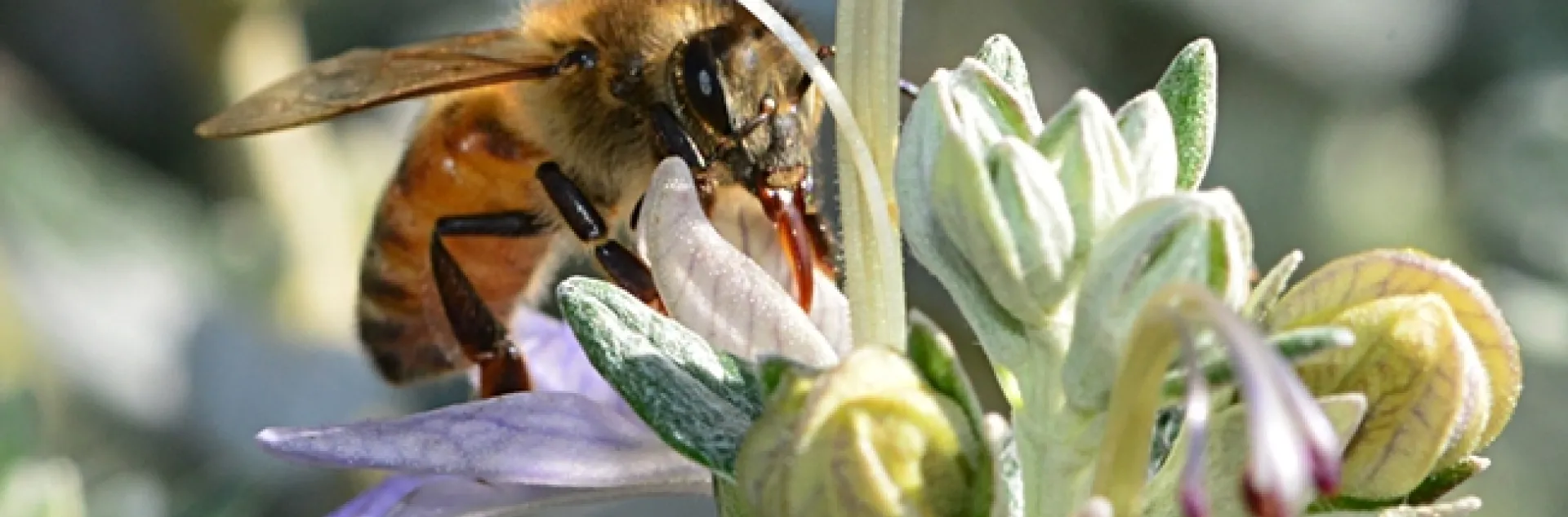 A honey bee gathering nectar from a bush germander at CornerStone Sonoma. (Photo by Kathy Keatley Garvey)