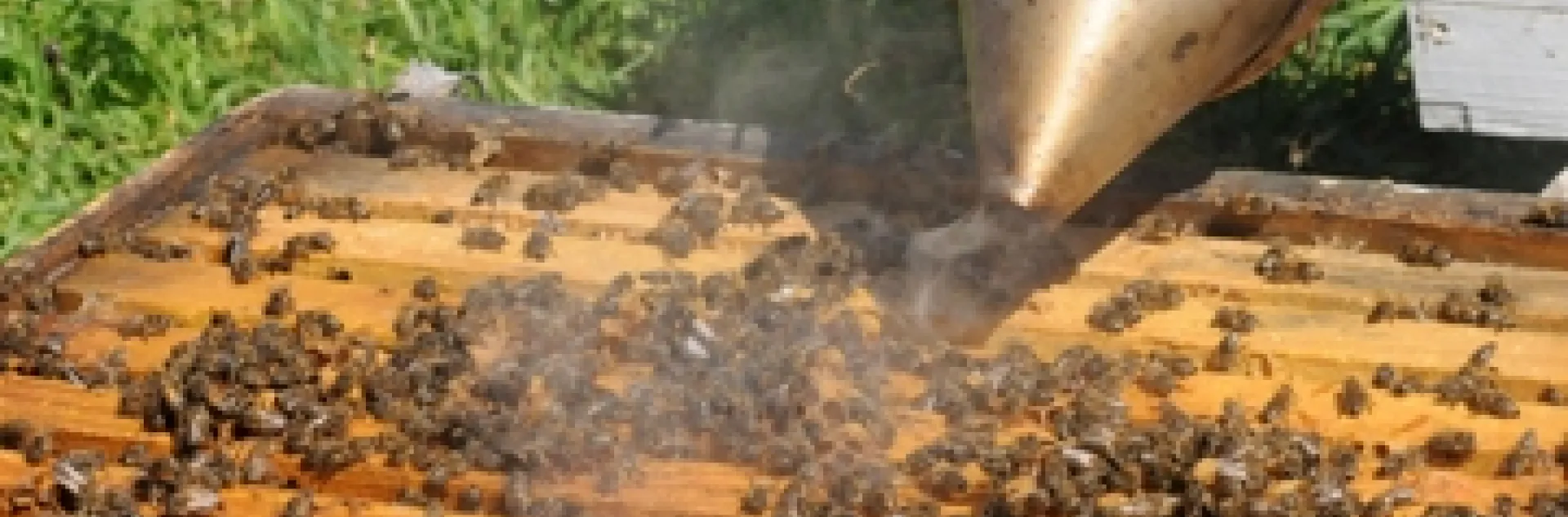 A beekeeper smoking a hive. (Photo by Kathy Keatley Garvey)