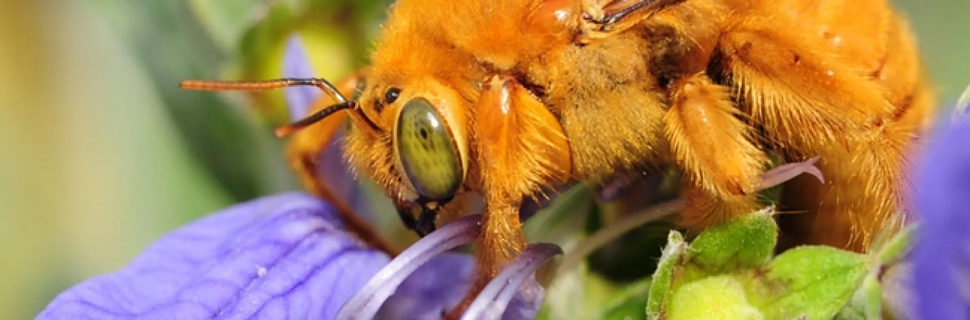 A male Valley carpenter bee, Xylocopa varipuncta. (Photo by Kathy Keatley Garvey)